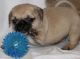 Puggle Puppies for sale in Dayton, OH, USA. price: NA