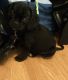 Puggle Puppies for sale in United States. price: NA