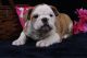 Puggle Puppies for sale in Canton, OH, USA. price: NA