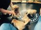 Puggle Puppies for sale in Washington, DC, USA. price: NA