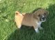 Puggle Puppies for sale in OR-99W, McMinnville, OR 97128, USA. price: $395