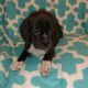 Puggle Puppies for sale in Jacksonville, FL, USA. price: $677