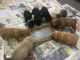 Puggle Puppies for sale in Los Angeles, CA 90001, USA. price: $400