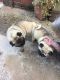 Puggle Puppies for sale in Colorado Springs, CO, USA. price: NA