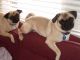 Puggle Puppies for sale in New York, NY, USA. price: $400