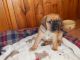 Puggle Puppies for sale in Branford, FL 32008, USA. price: $500