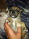 Puggle Puppies for sale in Abilene, Houston, TX 77020, USA. price: NA