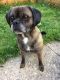 Puggle Puppies for sale in Erie, PA, USA. price: $400