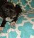 Puggle Puppies for sale in Sacramento, CA, USA. price: $617