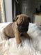 Puggle Puppies for sale in Delaware, OH 43015, USA. price: NA