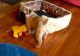 Puggle Puppies for sale in Jacksonville, FL, USA. price: $300