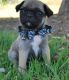 Puggle Puppies for sale in Jacksonville, FL, USA. price: NA