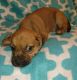 Puggle Puppies for sale in Beverly Hills, CA 90210, USA. price: NA