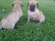 Puggle Puppies for sale in Indianapolis, IN, USA. price: NA