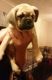 Puggle Puppies for sale in Hartford, CT, USA. price: NA