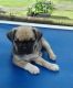 Puggle Puppies for sale in California Ave, Windsor, ON, Canada. price: NA