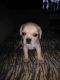Puggle Puppies for sale in Morrison, TN 37357, USA. price: NA