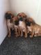 Puggle Puppies for sale in Bridgeton, MO, USA. price: NA