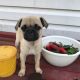 Puggle Puppies for sale in Westminster, MD, USA. price: NA