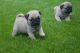 Puggle Puppies for sale in Las Vegas, NV, USA. price: NA