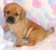 Puggle Puppies for sale in Phoenix, AZ, USA. price: NA