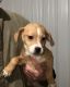 Puggle Puppies for sale in Copperhead Rd NW, Sugarcreek, OH 44681, USA. price: NA