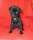 Puggle Puppies for sale in Charlton, MA 01507, USA. price: $875