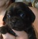 Puggle Puppies for sale in Minneapolis, MN, USA. price: NA