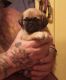 Puggle Puppies for sale in Minneapolis, MN, USA. price: NA