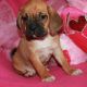 Puggle Puppies for sale in Denver, CO, USA. price: NA