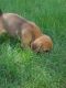 Puggle Puppies for sale in Wakarusa, IN, USA. price: $300