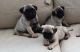 Puggle Puppies for sale in Fresno, CA 93720, USA. price: $400