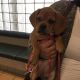 Puggle Puppies for sale in Springfield, MA, USA. price: $1,350