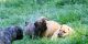 Puggle Puppies for sale in Greeley, CO, USA. price: NA