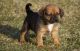 Puggle Puppies for sale in Marsh Ln, Dallas, TX, USA. price: NA