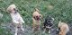 Puggle Puppies for sale in East Haven, CT, USA. price: NA