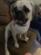 Puggle Puppies for sale in Richmond Hill, Queens, NY, USA. price: $300