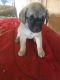 Puggle Puppies for sale in New Wilmington, PA 16142, USA. price: NA