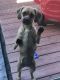 Puggle Puppies for sale in Medina, OH 44256, USA. price: NA