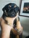 Puggle Puppies for sale in Washington, DC, USA. price: NA