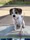 Puggle Puppies for sale in Coronado, CA 92118, USA. price: $350