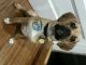 Puggle Puppies for sale in Virginia Beach, VA 23454, USA. price: NA