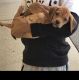 Puggle Puppies for sale in Wauwatosa, WI, USA. price: NA