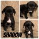 Puggle Puppies for sale in Akron, OH, USA. price: NA