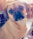 Puggle Puppies for sale in Pelican Rapids, MN 56572, USA. price: NA