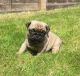 Puggle Puppies for sale in Anchorage, AK 99501, USA. price: NA