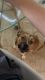Puggle Puppies for sale in Charleston, SC 29407, USA. price: NA