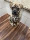 Puggle Puppies for sale in Peachtree Corners, GA, USA. price: $1,750