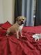Puggle Puppies for sale in South Amboy, NJ, USA. price: NA