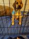 Puggle Puppies for sale in Columbus, OH, USA. price: NA